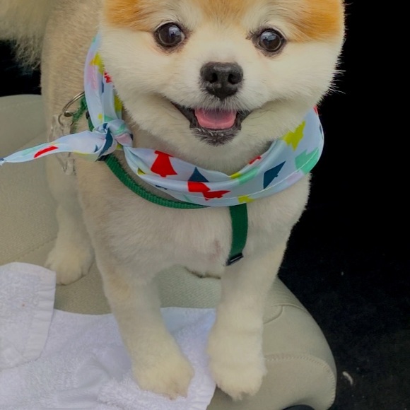 Meet your Posher, Ava - Picture 1 of 2